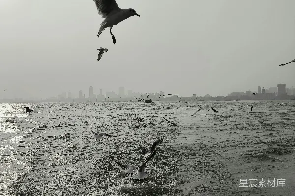 高清摄影 海鸥与城市天际线