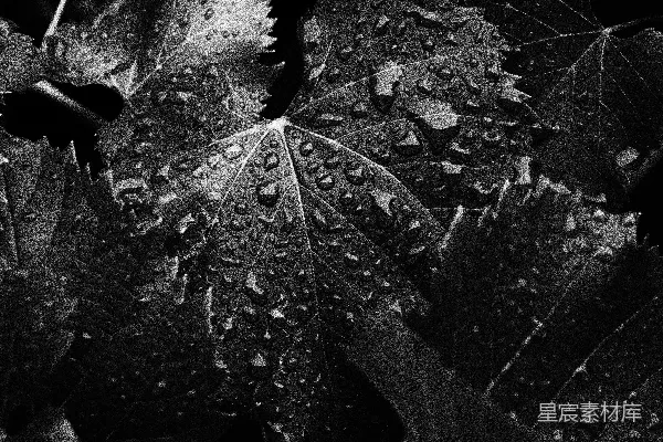 高清摄影 雨后叶脉的黑白世界
