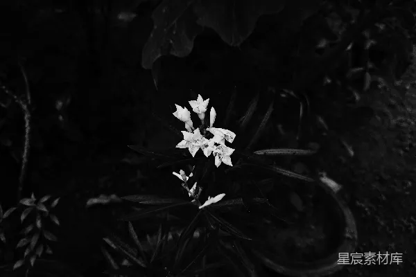 高清摄影 黑白光影中的花朵