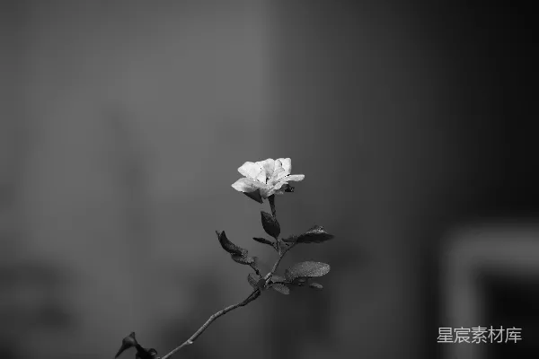 高清摄影 黑白花朵