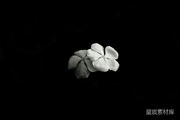 高清摄影 黑暗中的花朵
