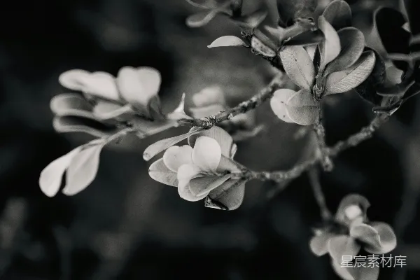高清摄影 黑白花卉特写