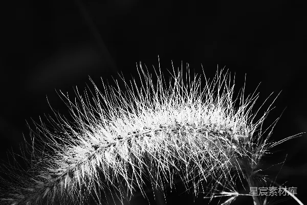 高清摄影 黑白草花
