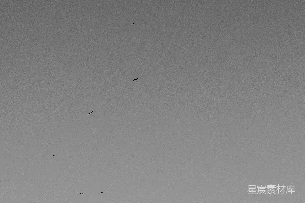 高清摄影 黑白屋顶与飞翔的鸟群