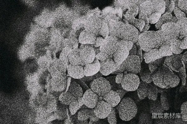 高清摄影 黑白绣球花