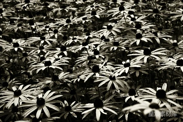 高清摄影 黑白花海