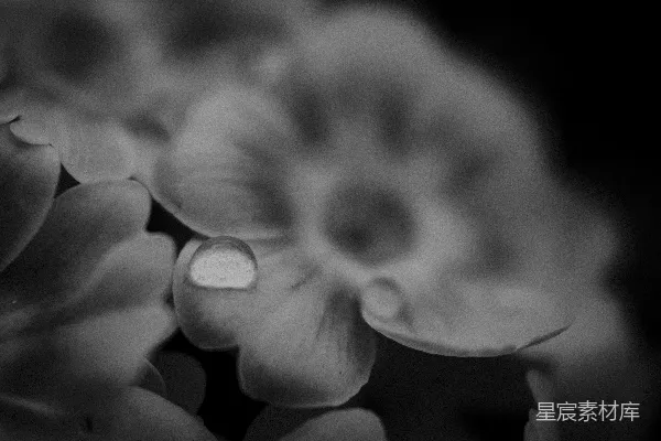 高清摄影 黑白花卉特写