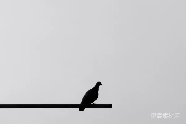 高清摄影 静谧的瞬间：屋顶上的鸟