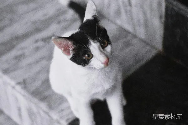 高清摄影 黑白相间的猫咪