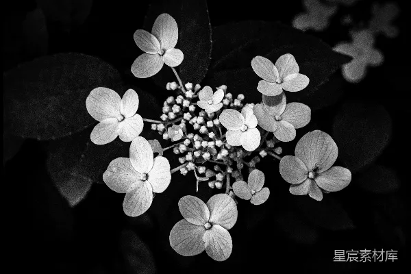 高清摄影 黑白绣球花