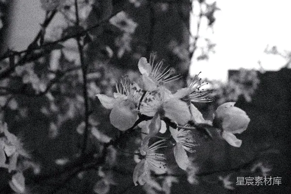高清摄影 黑白花卉特写