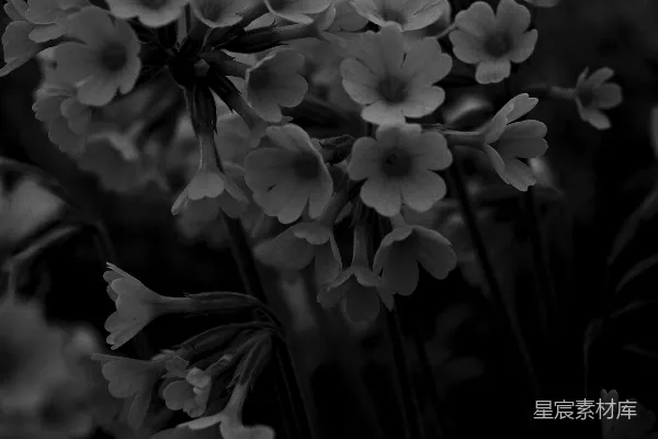 高清摄影 黑白花丛