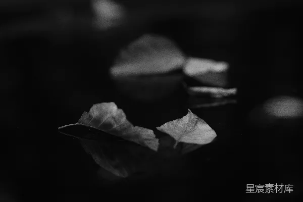 高清摄影 黑白的落叶