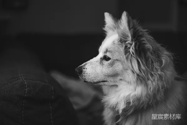 高清摄影 黑白影像中的老狗