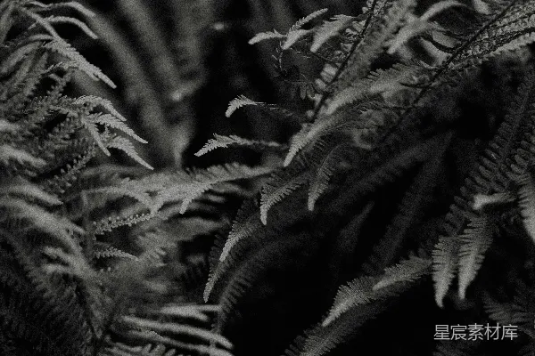 高清摄影 幽暗森林中的蕨类植物