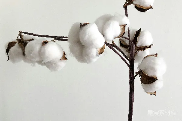 高清摄影 棉花枝条