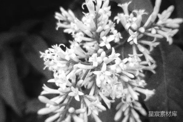 高清摄影 黑白花卉特写