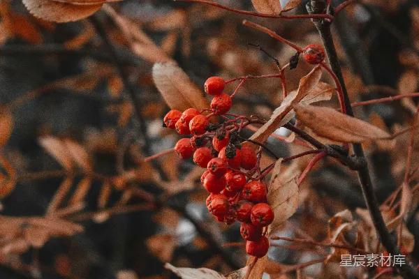 高清摄影 秋日红果枝