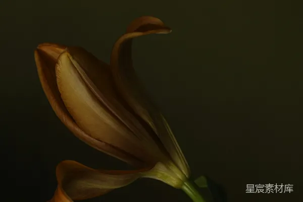 高清摄影 枯萎的百合花
