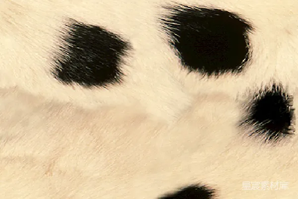 材质纹理 熊猫毛发特写：黑白分明的可爱图案