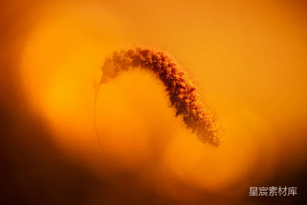 高清摄影 夕阳下的草穗