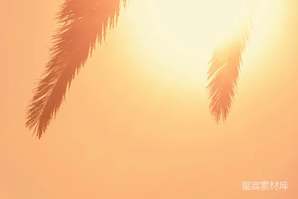 高清摄影 阳光与棕榈叶