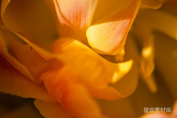 高清摄影 温暖的花瓣特写