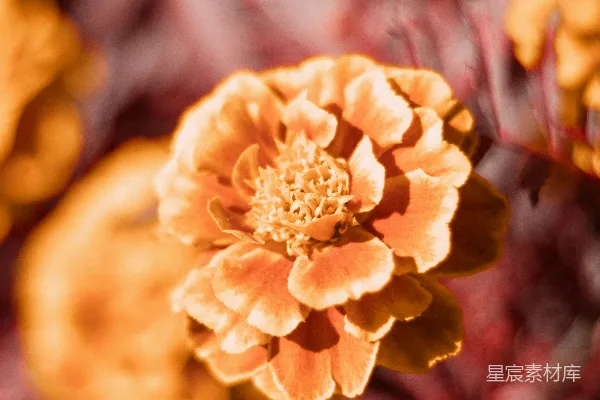 高清摄影 橙色花朵的温暖肖像