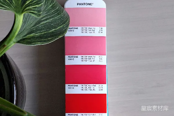 高清摄影 Pantone色卡与绿色植物