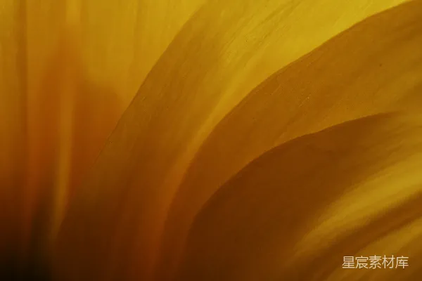 高清摄影 阳光下的向日葵花瓣