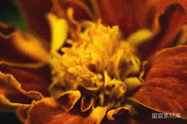 高清摄影 鲜艳的秋花特写
