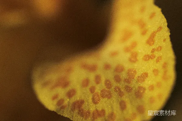 高清摄影 黄色斑点的花瓣特写