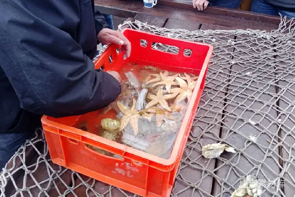 材质纹理 海星与螃蟹的收获
