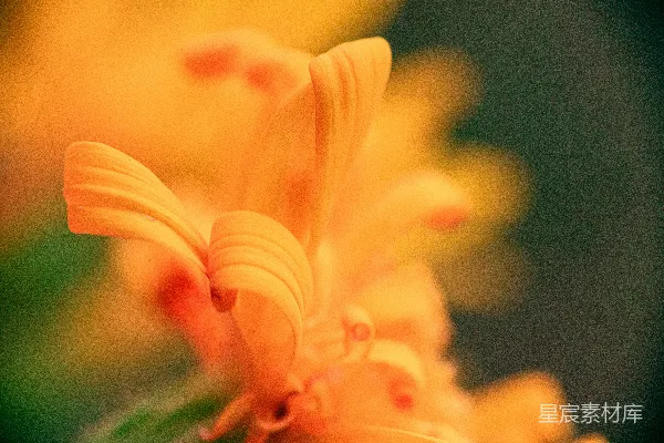 高清摄影 橙色花朵的特写