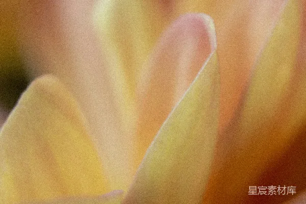 高清摄影 温柔的黄色花瓣特写