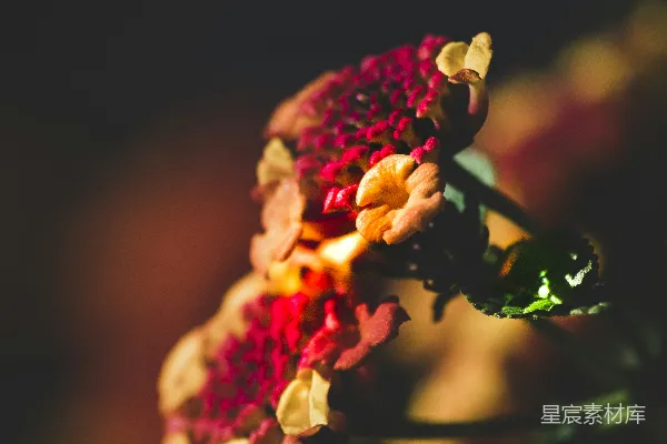 高清摄影 绽放的红色花朵特写