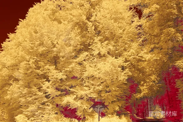 高清摄影 红外摄影中的森林小径