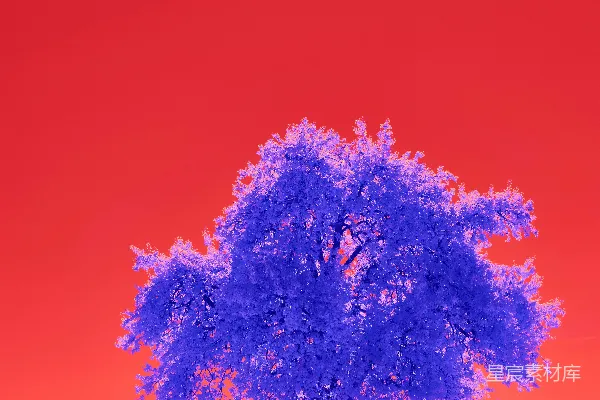 高清摄影 单树红背景