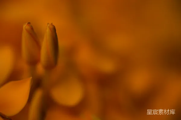 高清摄影 温暖的橙色花卉特写