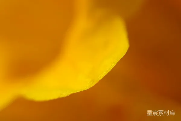 高清摄影 金黄色花瓣的特写