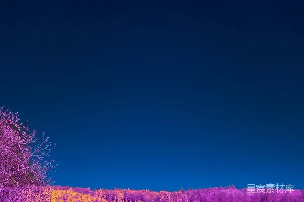 高清摄影 梦幻紫色森林