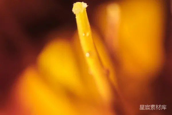 高清摄影 微距视角下的黄色花朵