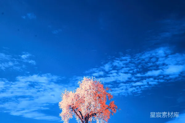 高清摄影 孤独的树与蓝色的天空