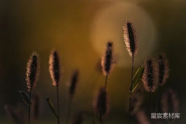 高清摄影 夕阳下的草穗