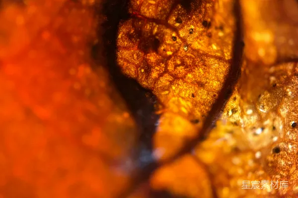 高清摄影 秋叶的纹理特写