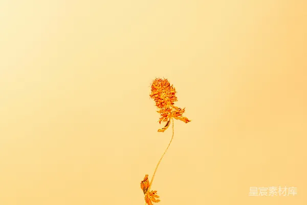 高清摄影 枯萎的花朵