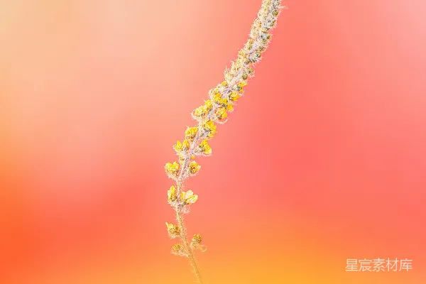 高清摄影 橙色渐变背景上的小黄花