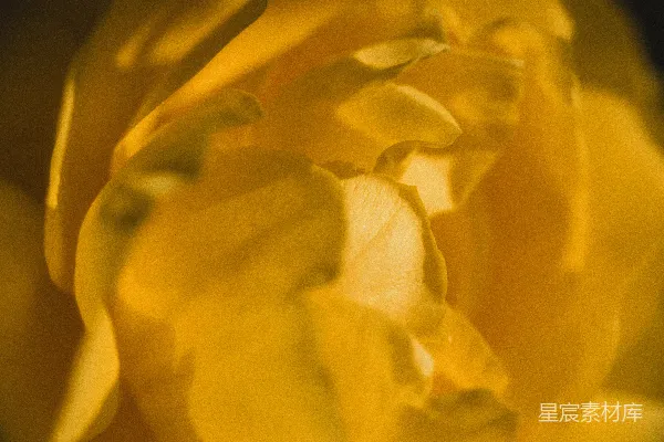 高清摄影 光影中的黄色花朵