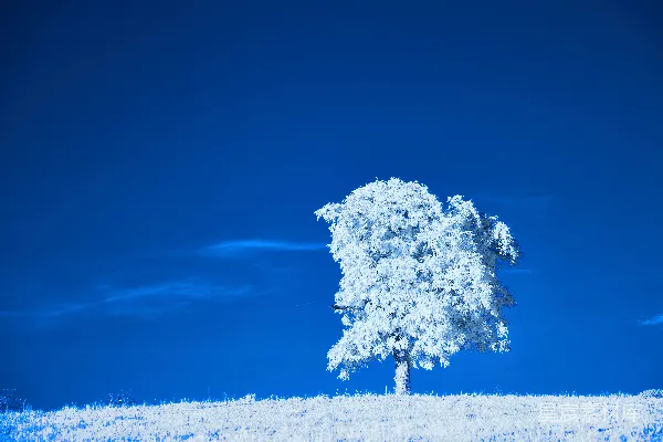 高清摄影 雪中的孤树