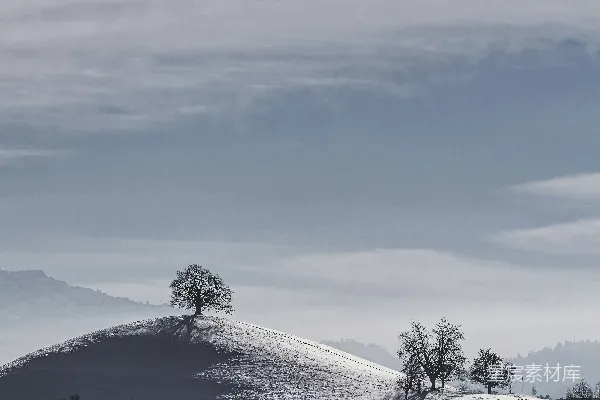 高清摄影 冬日孤树与雪景